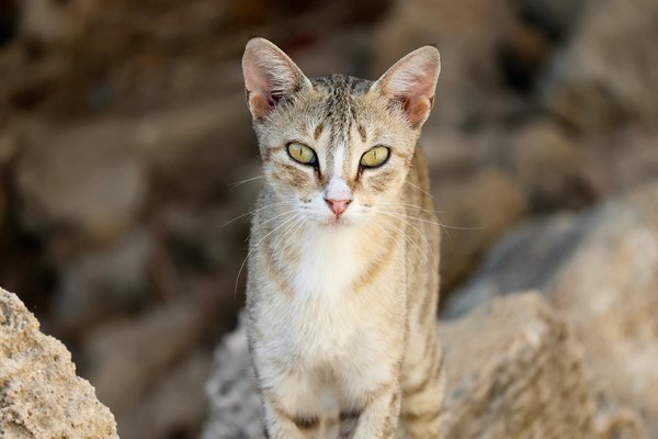 What are the essential strategies for UK businesses to thrive post-pandemic?