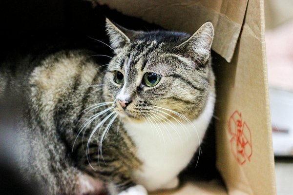 What are the impacts of air pollution on public health in the UK?